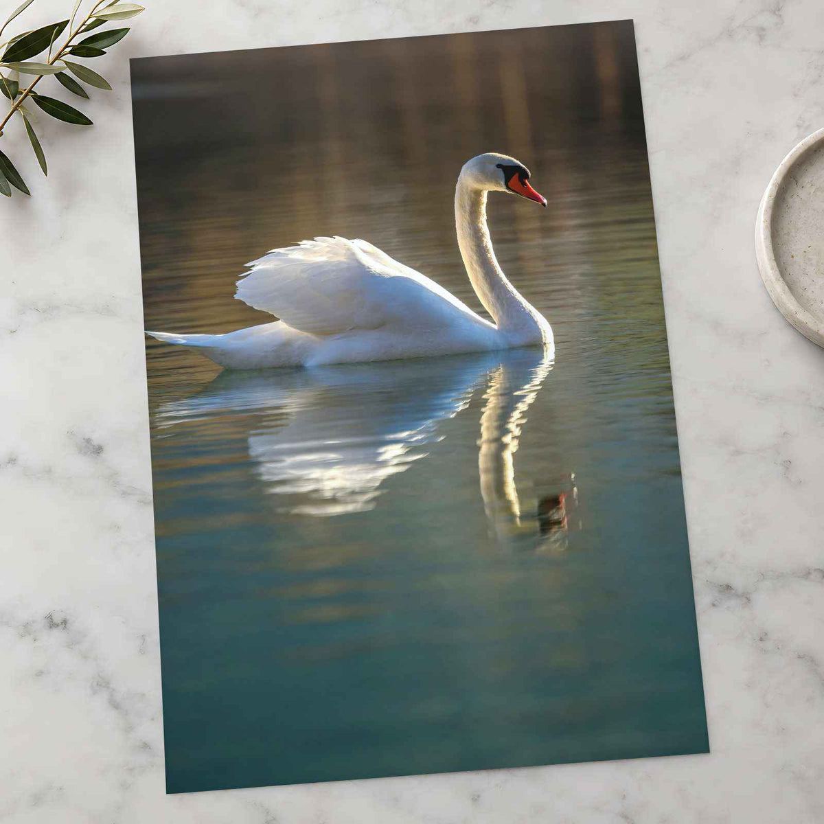 Peaceful White Swan on Water Photography Print (7 Sizes) - Shipped Flat