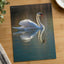 Peaceful White Swan on Water Photography Print (7 Sizes) - Shipped Flat