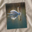 Peaceful White Swan on Water Photography Print (7 Sizes) - Shipped Flat