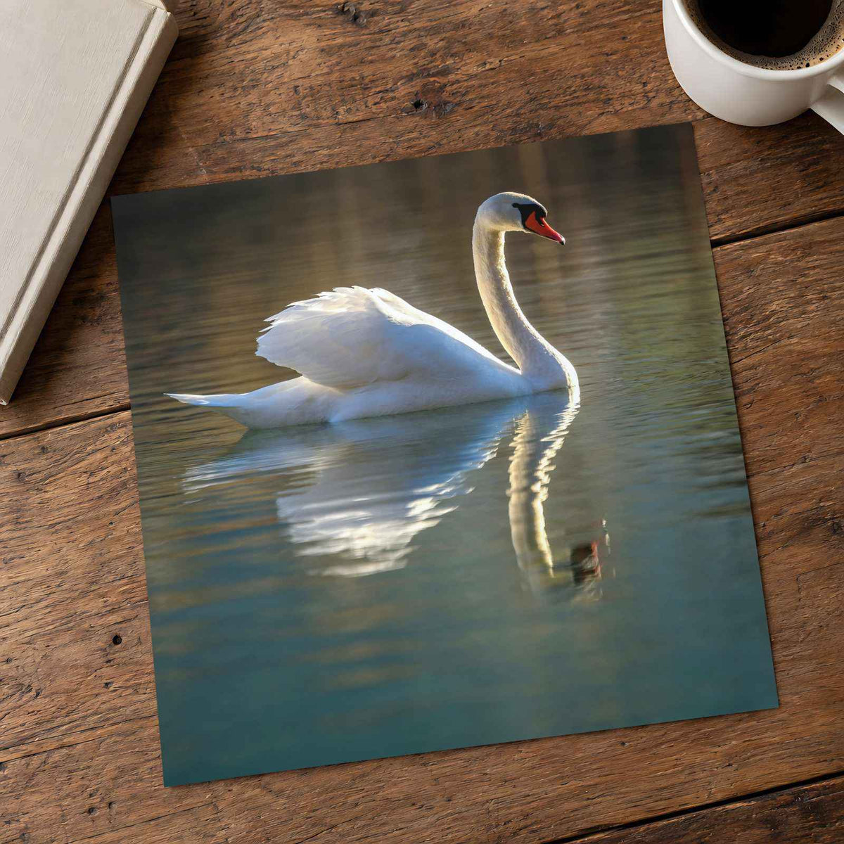Peaceful White Swan on Water Photography Print (7 Sizes) - Shipped Flat