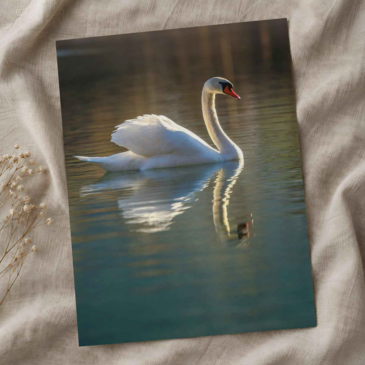 Peaceful White Swan on Water Photography Print (7 Sizes) - Shipped Flat