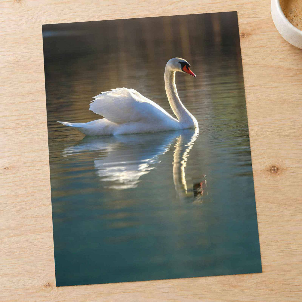 Peaceful White Swan on Water by Ales Krivec Photo Print Wall Decor