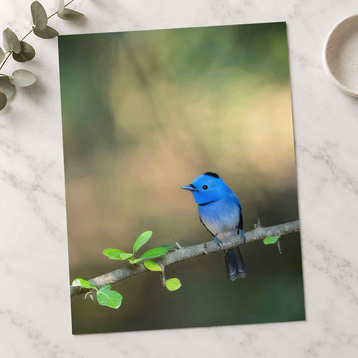 Blue Bird Perched on Branch Photographic Art Print (7 Sizes) - Premium Quality