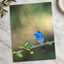 Blue Bird Perched on Branch Photographic Art Print (7 Sizes) - Premium Quality