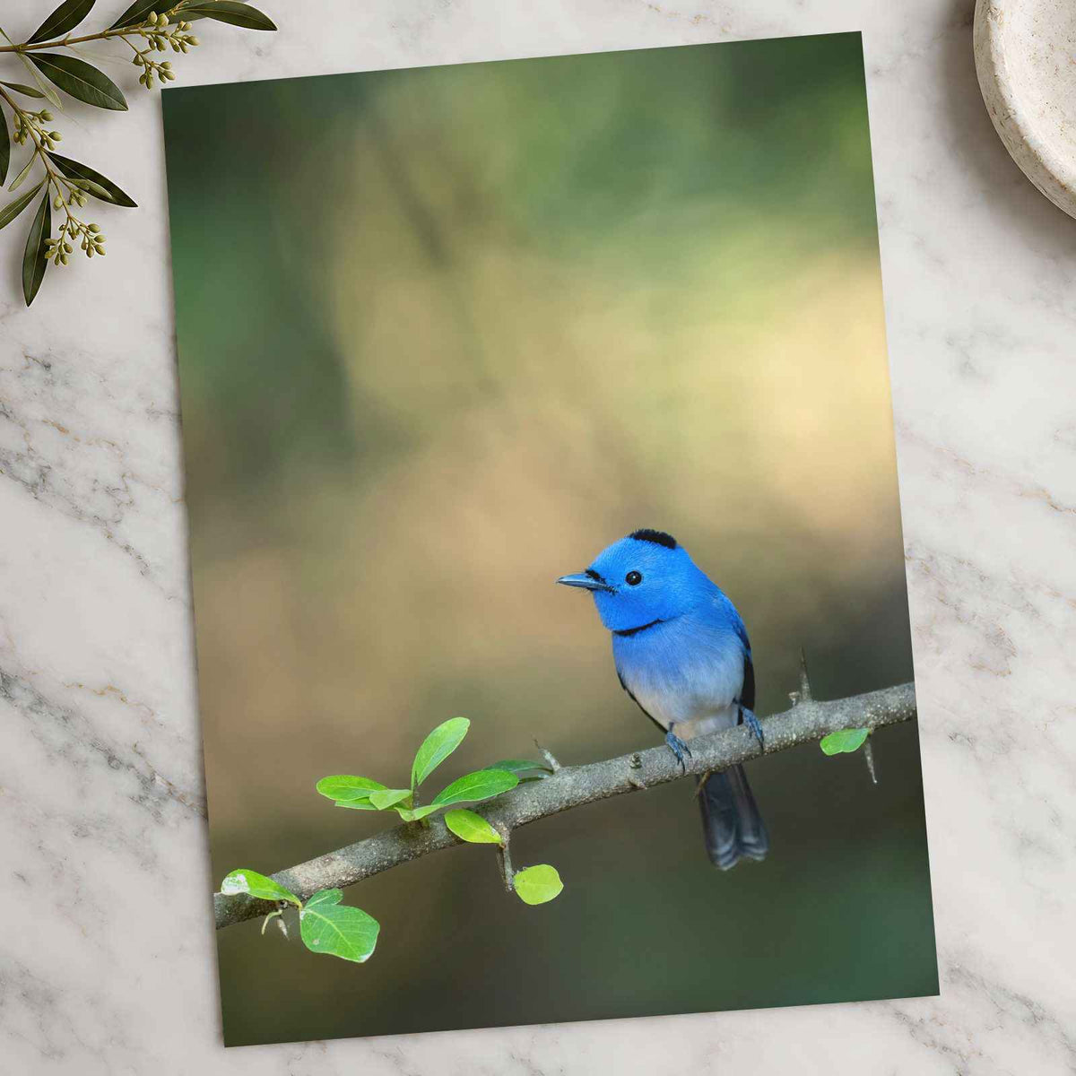 Blue Bird Perched on Branch Photographic Art Print (7 Sizes) - Premium Quality