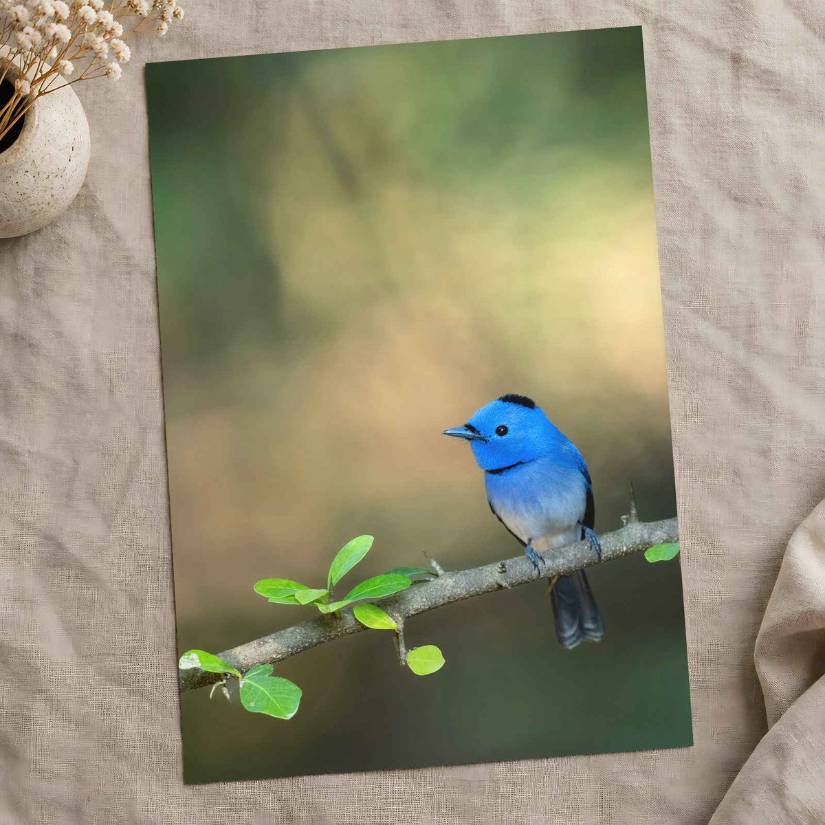 Blue Bird Perched on Branch Photographic Art Print (7 Sizes) - Premium Quality