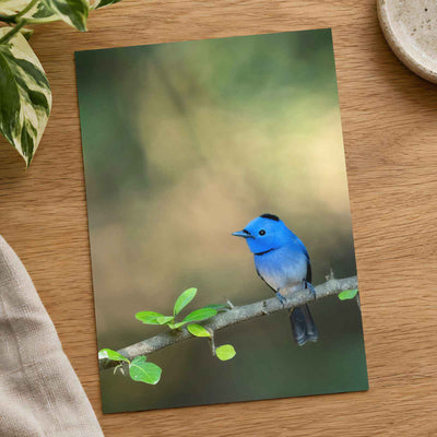 Blue Bird Perched on Branch Photographic Art Print (7 Sizes) - Premium Quality