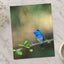 Blue Bird Perched on Branch Photographic Art Print (7 Sizes) - Premium Quality