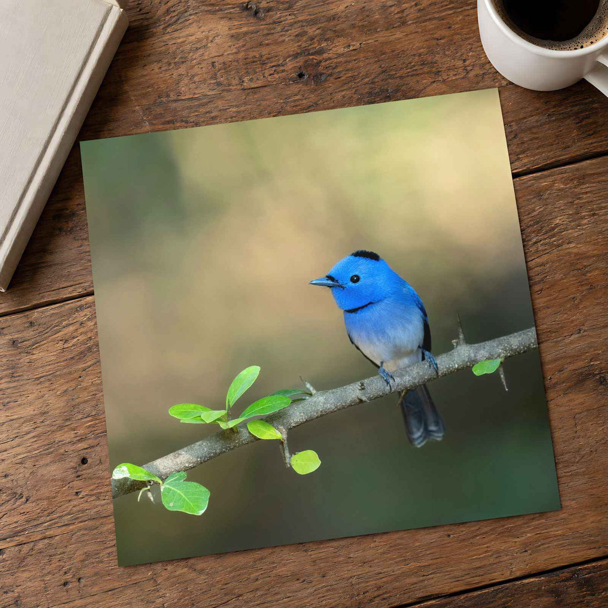 Blue Bird Perched on Branch Photographic Art Print (7 Sizes) - Premium Quality
