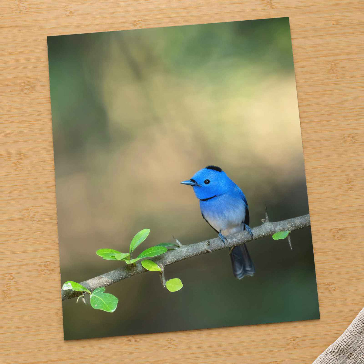 Blue Bird Perched on Branch by Abhijit Sinha Photo Print Wall Decor