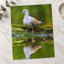 Pigeon Reflection Photo Print (7 Sizes) - Frameable