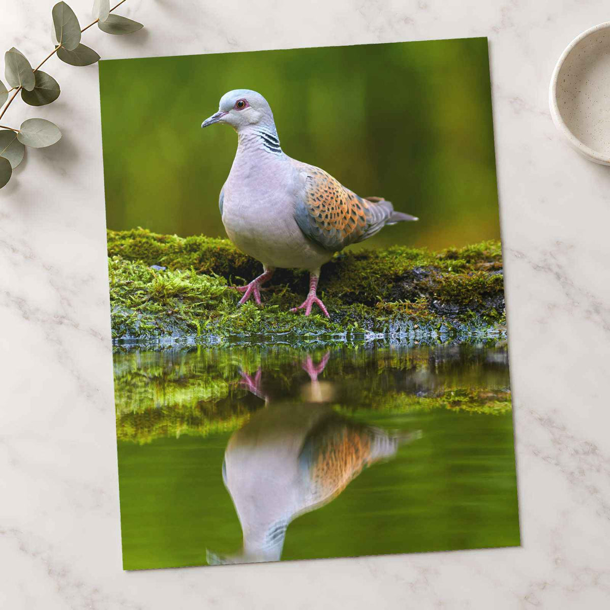 Pigeon Reflection Photo Print (7 Sizes) - Frameable