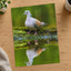 Pigeon Reflection Photo Print (7 Sizes) - Frameable