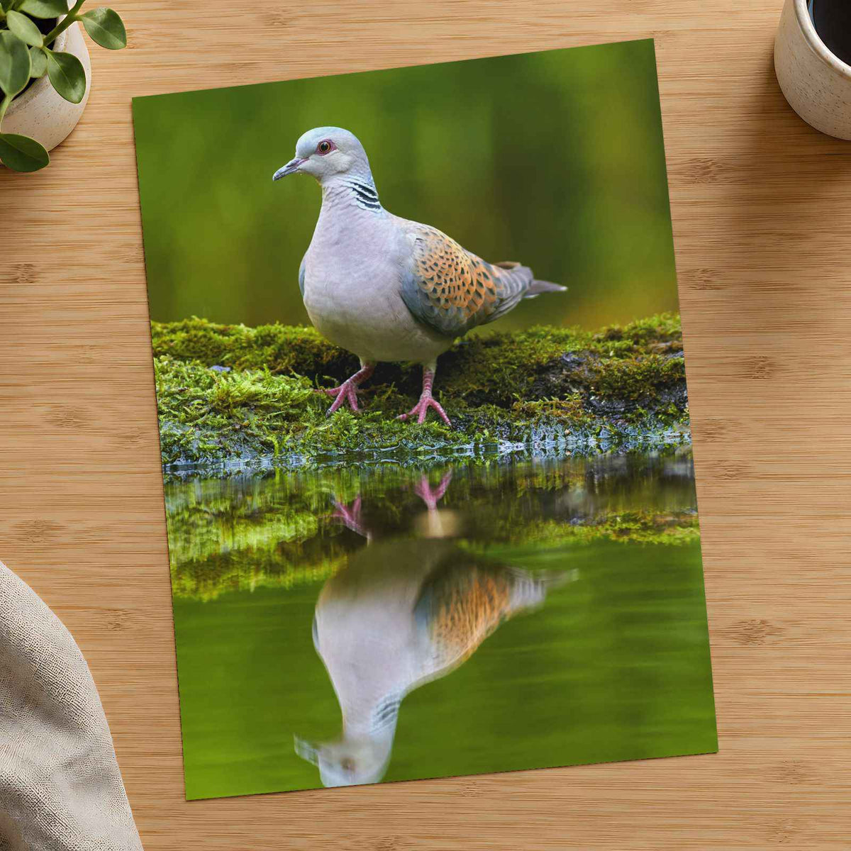 Pigeon Reflection Photo Print (7 Sizes) - Frameable