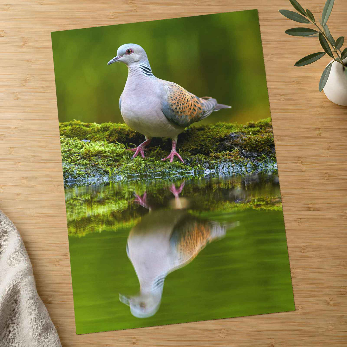 Pigeon Reflection Photo Print (7 Sizes) - Frameable