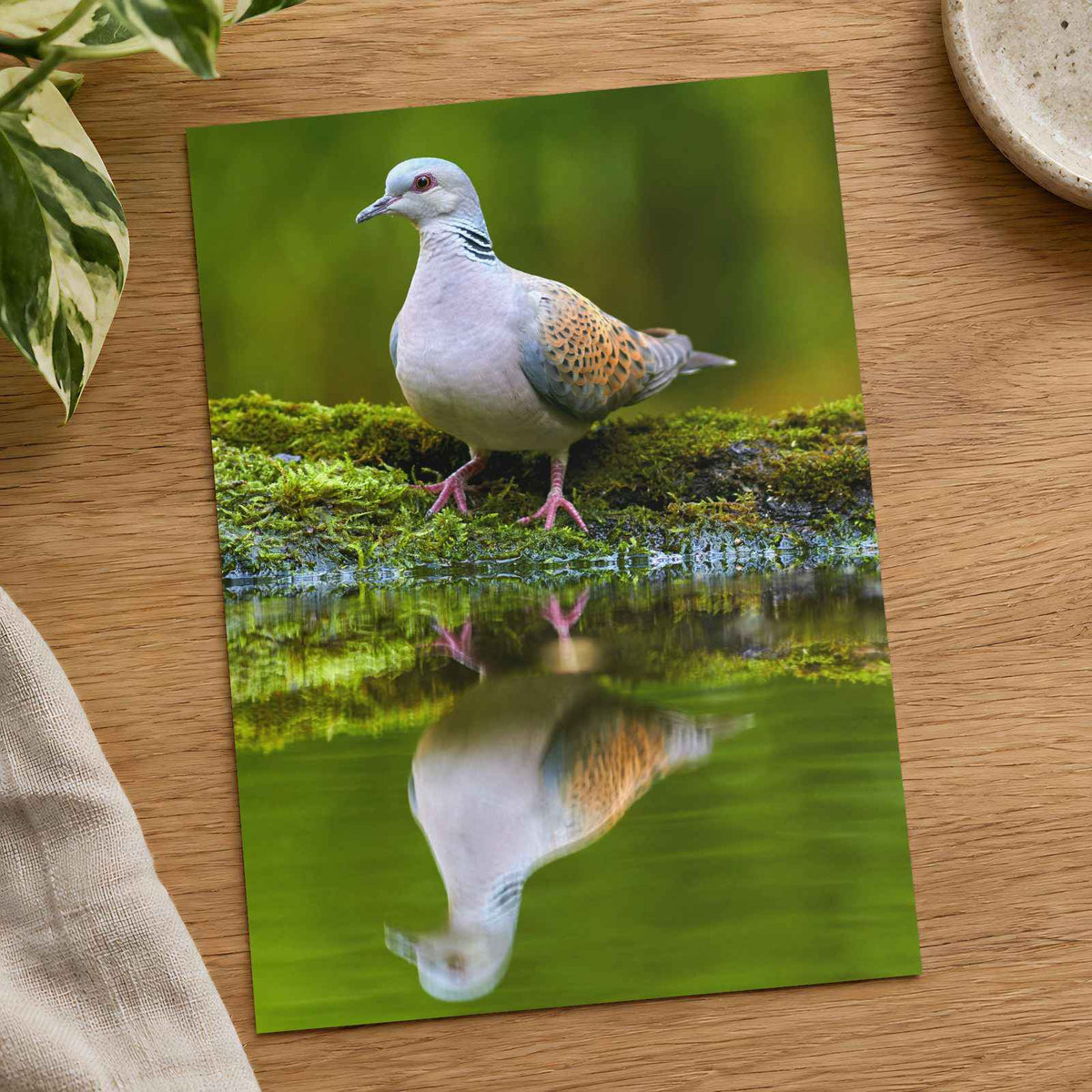 Pigeon Reflection Photo Print (7 Sizes) - Frameable
