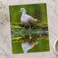 Pigeon Reflection Photo Print (7 Sizes) - Frameable