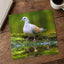 Pigeon Reflection Photo Print (7 Sizes) - Frameable