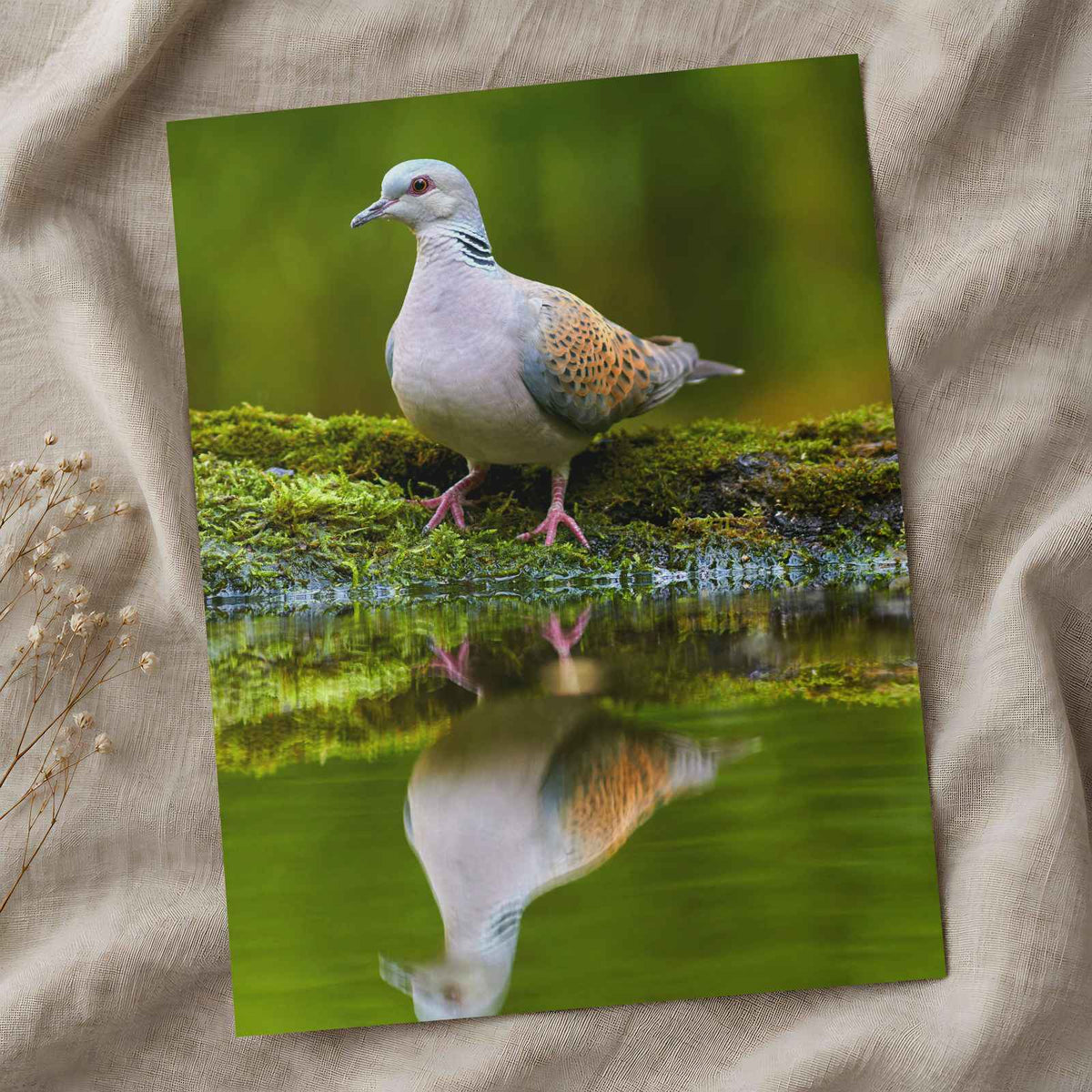 Pigeon Reflection Photo Print (7 Sizes) - Frameable
