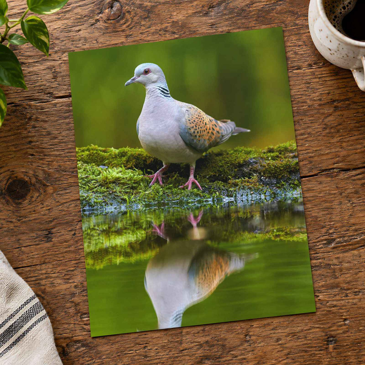 Pigeon Reflection by Zdeněk Macháček Photo Print Wall Decor