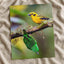 Yellow and Green Tropical Birds Photography Print (6 Sizes) - Satin Luster