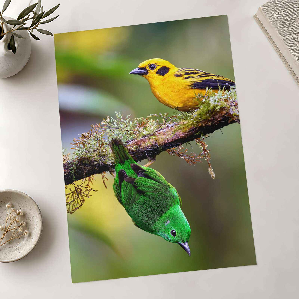 Yellow and Green Tropical Birds Photography Print (6 Sizes) - Satin Luster