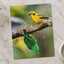 Yellow and Green Tropical Birds Photography Print (6 Sizes) - Satin Luster