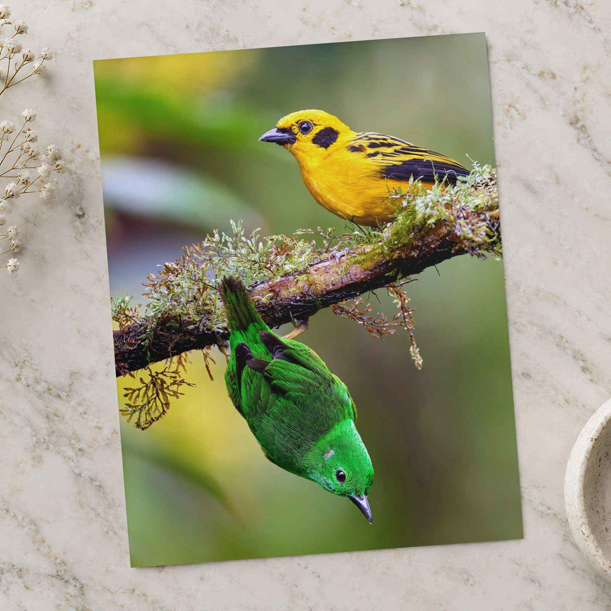 Yellow and Green Tropical Birds Photography Print (6 Sizes) - Satin Luster