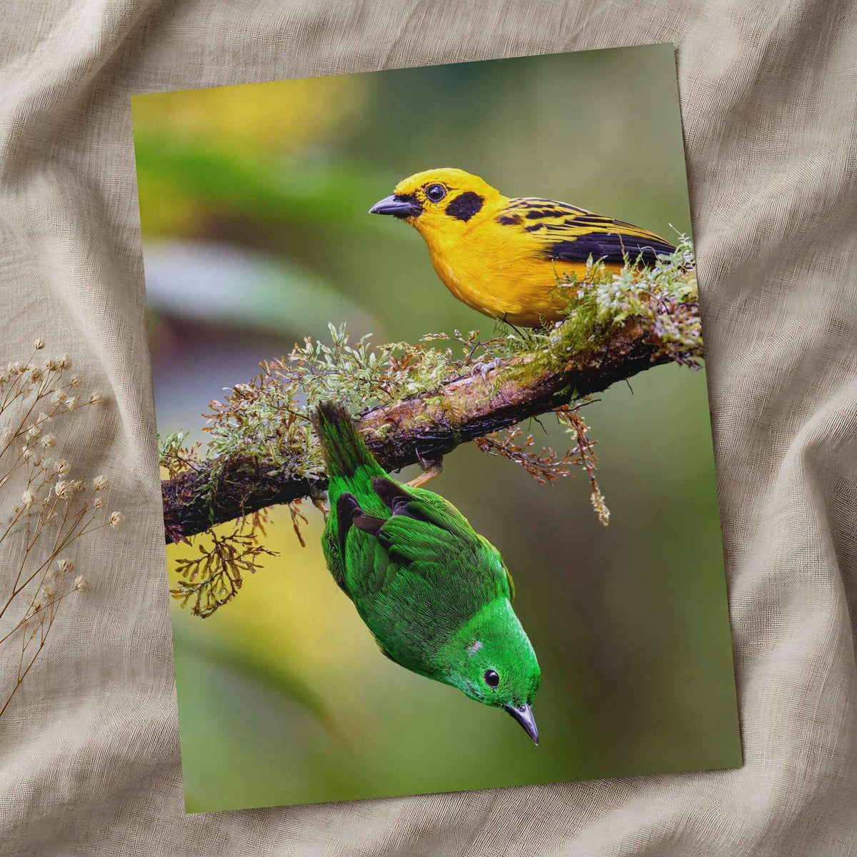 Yellow and Green Tropical Birds Photography Print (6 Sizes) - Satin Luster