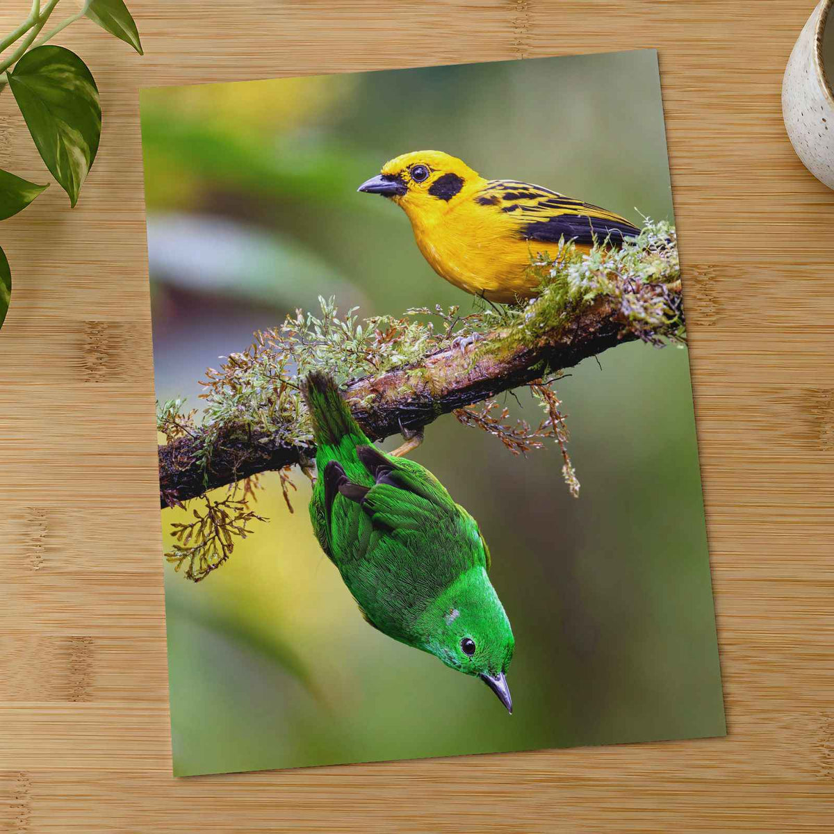 Yellow and Green Tropical Birds by Zdeněk Macháček Photo Print Wall Decor
