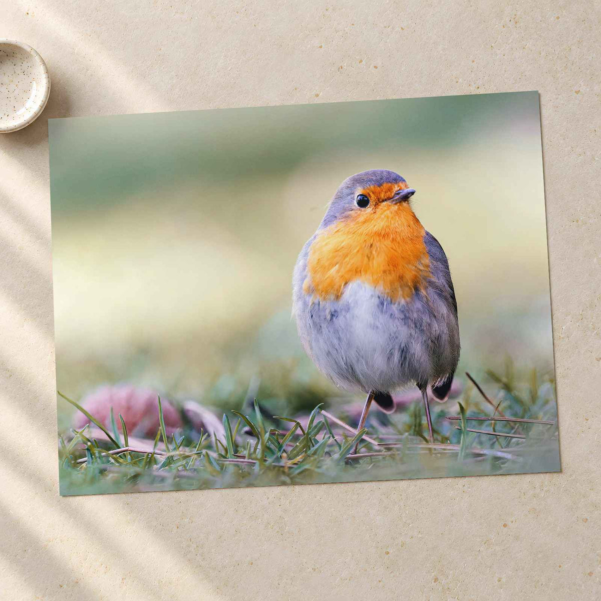 European Robin on Ground Photo Wall Art (7 Sizes) - Heavyweight