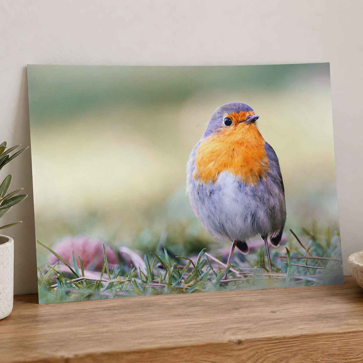 European Robin on Ground Photo Wall Art (7 Sizes) - Heavyweight