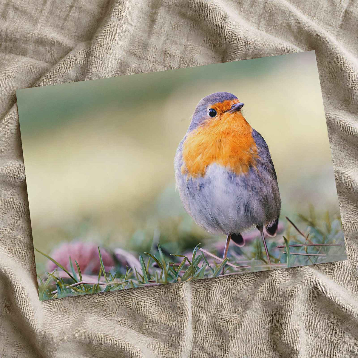 European Robin on Ground Photo Wall Art (7 Sizes) - Heavyweight