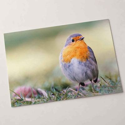 European Robin on Ground Photo Wall Art (7 Sizes) - Heavyweight
