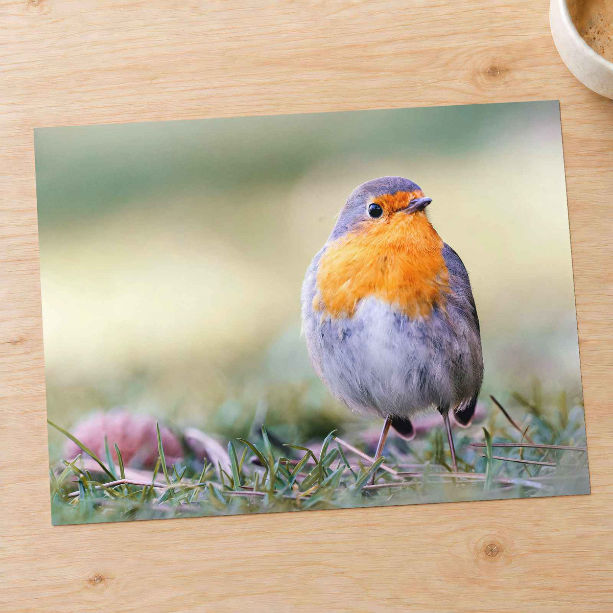 European Robin on Ground Photo Wall Art (7 Sizes) - Heavyweight