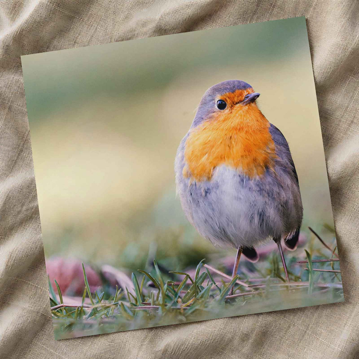 European Robin on Ground Photo Wall Art (7 Sizes) - Heavyweight