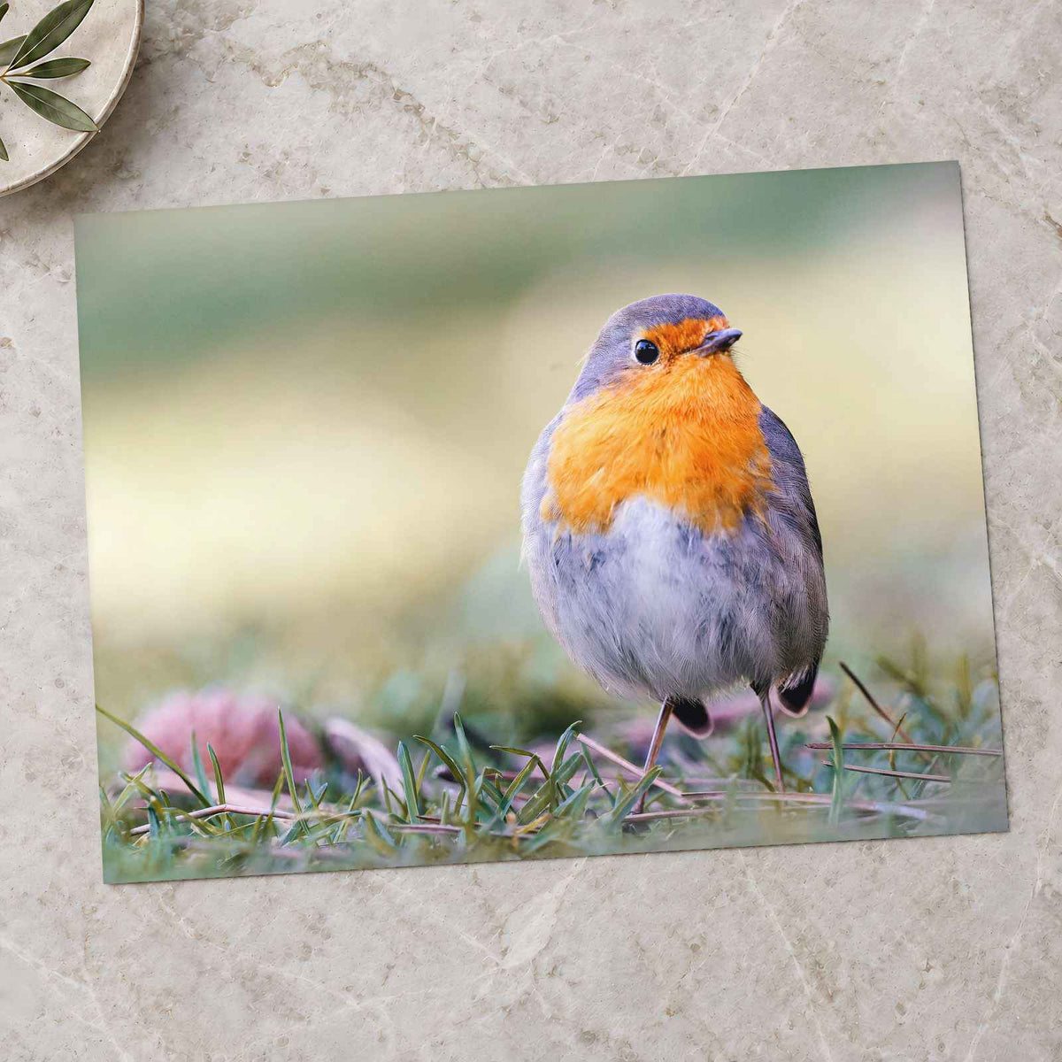 European Robin on Ground by Pierre Lemos Photo Print Wall Decor