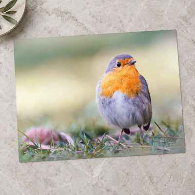 European Robin on Ground by Pierre Lemos Photo Print Wall Decor