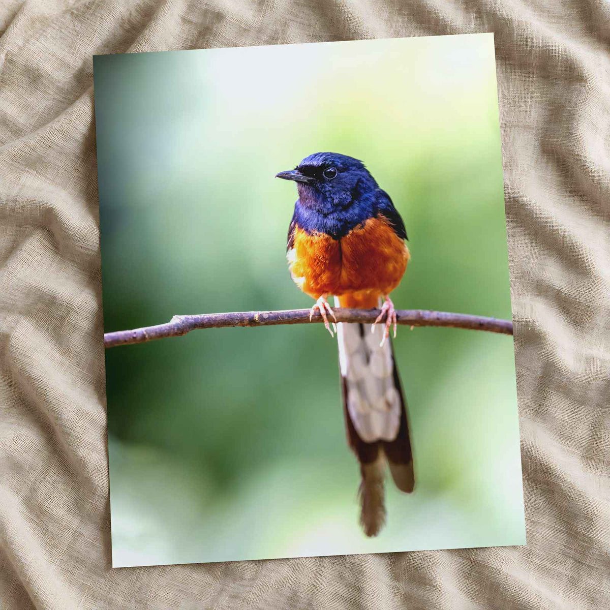 Small Blue and Orange Bird Sitting on Branch Photo Print (7 Sizes) - Frameable