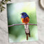Small Blue and Orange Bird Sitting on Branch Photo Print (7 Sizes) - Frameable