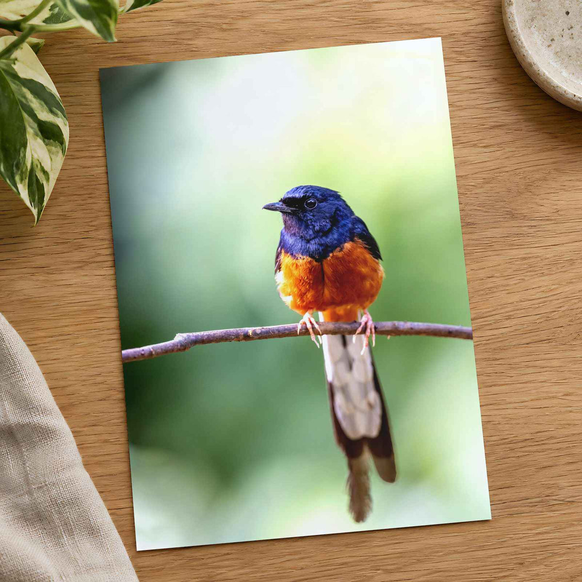 Small Blue and Orange Bird Sitting on Branch Photo Print (7 Sizes) - Frameable