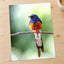 Small Blue and Orange Bird Sitting on Branch Photo Print (7 Sizes) - Frameable