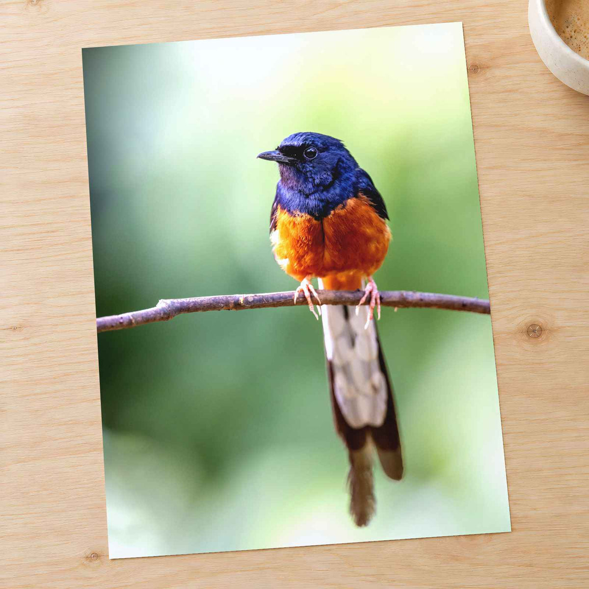 Small Blue and Orange Bird Sitting on Branch Photo Print (7 Sizes) - Frameable
