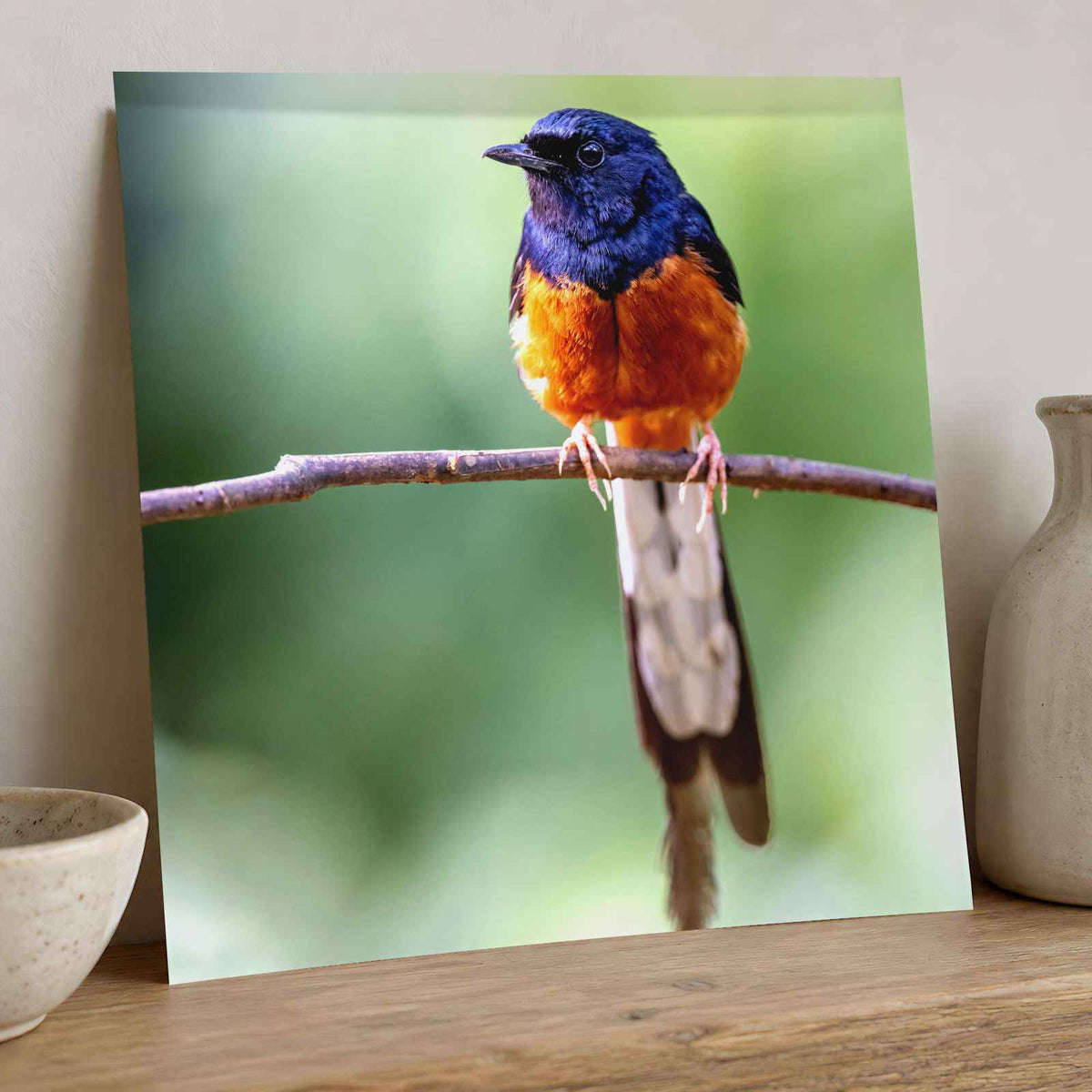 Small Blue and Orange Bird Sitting on Branch Photo Print (7 Sizes) - Frameable