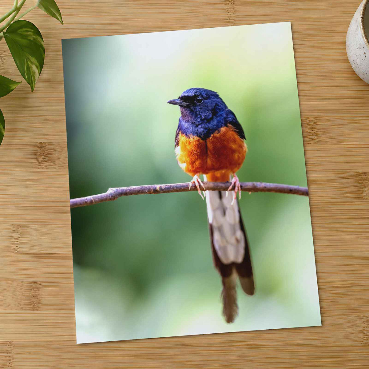 Small Blue and Orange Bird Sitting on Branch by Matt Bango Photo Print Wall Decor