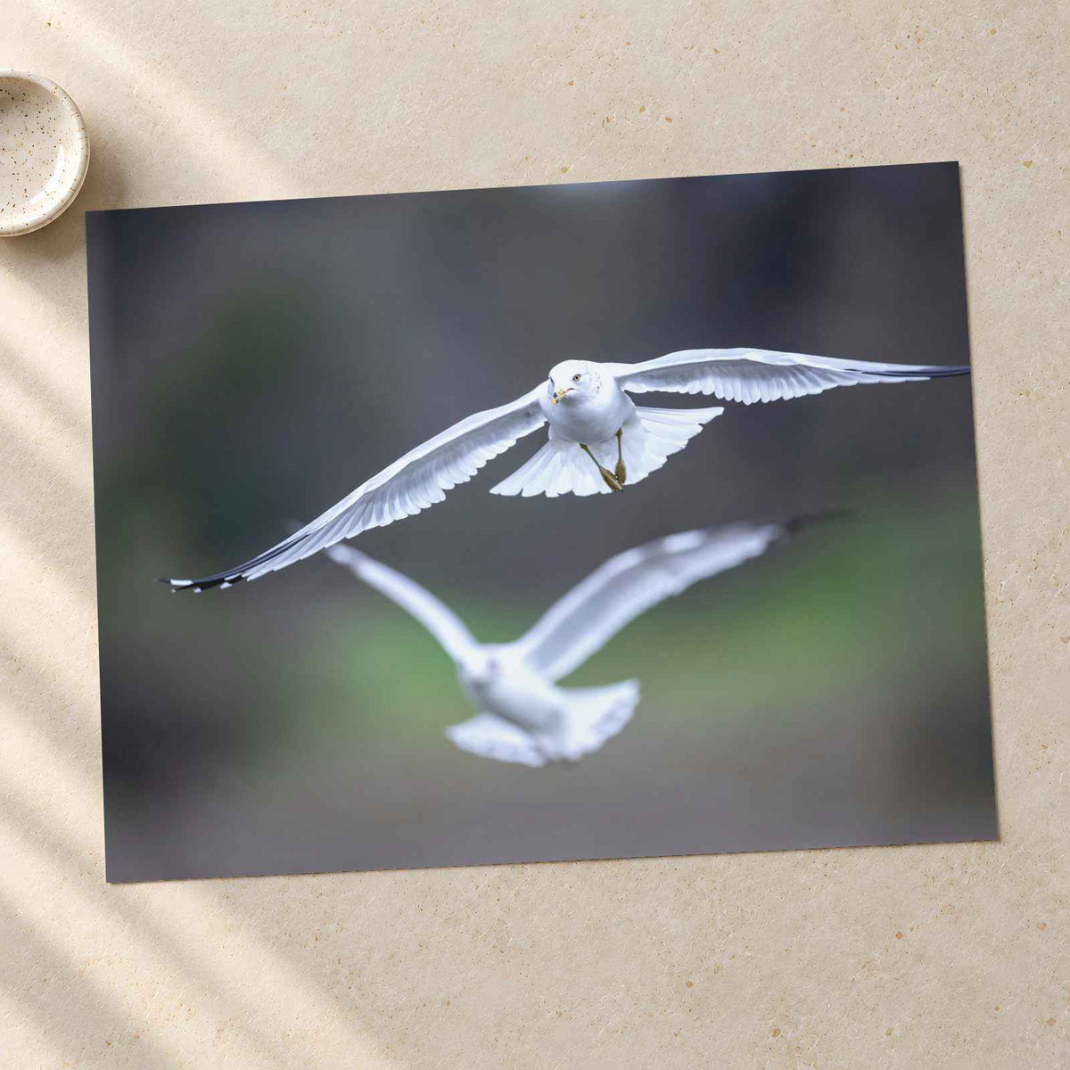 Couple of Seagulls Flying Photo Print (7 Sizes) - Satin Luster