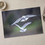 Couple of Seagulls Flying Photo Print (7 Sizes) - Satin Luster