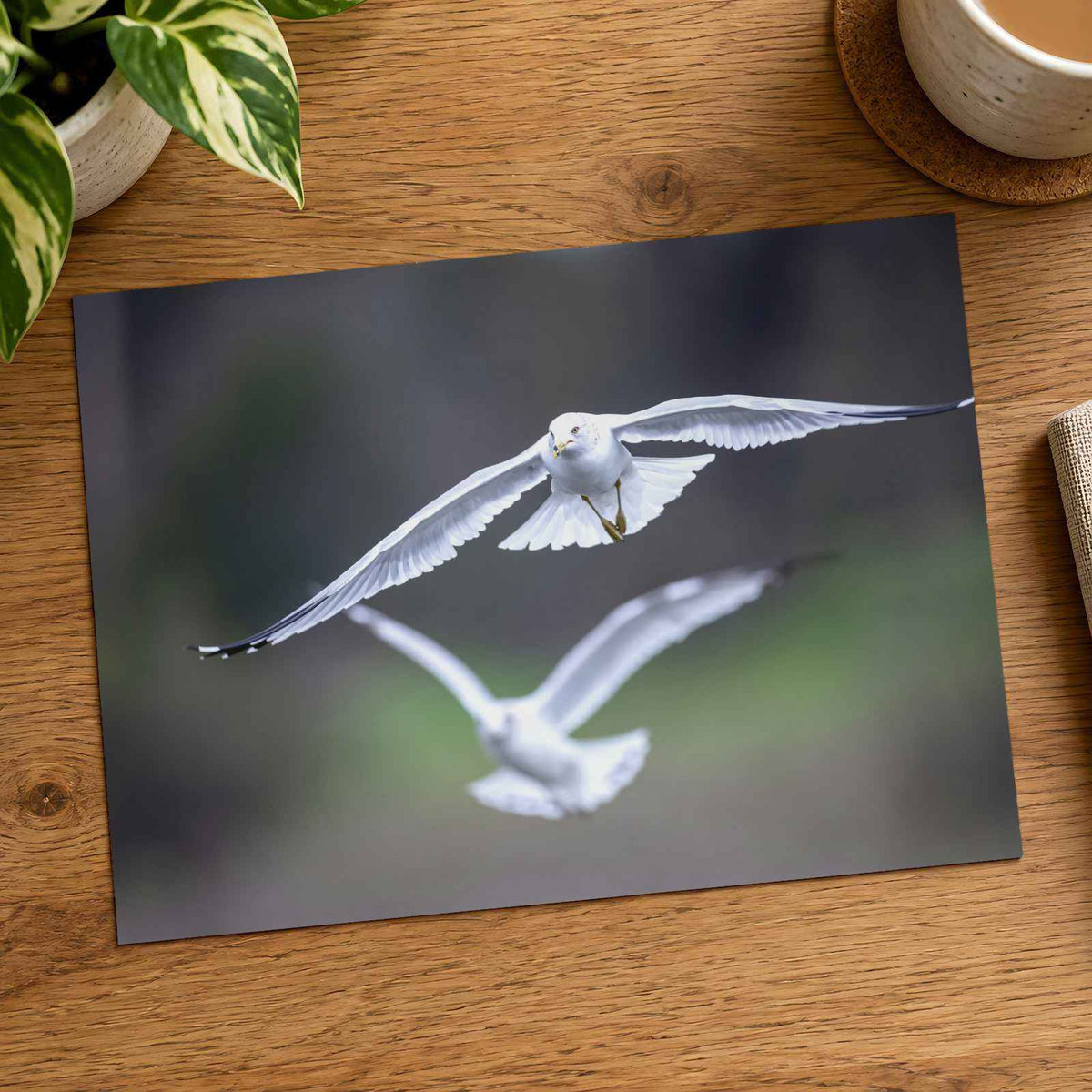 Couple of Seagulls Flying Photo Print (7 Sizes) - Satin Luster
