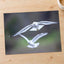 Couple of Seagulls Flying Photo Print (7 Sizes) - Satin Luster