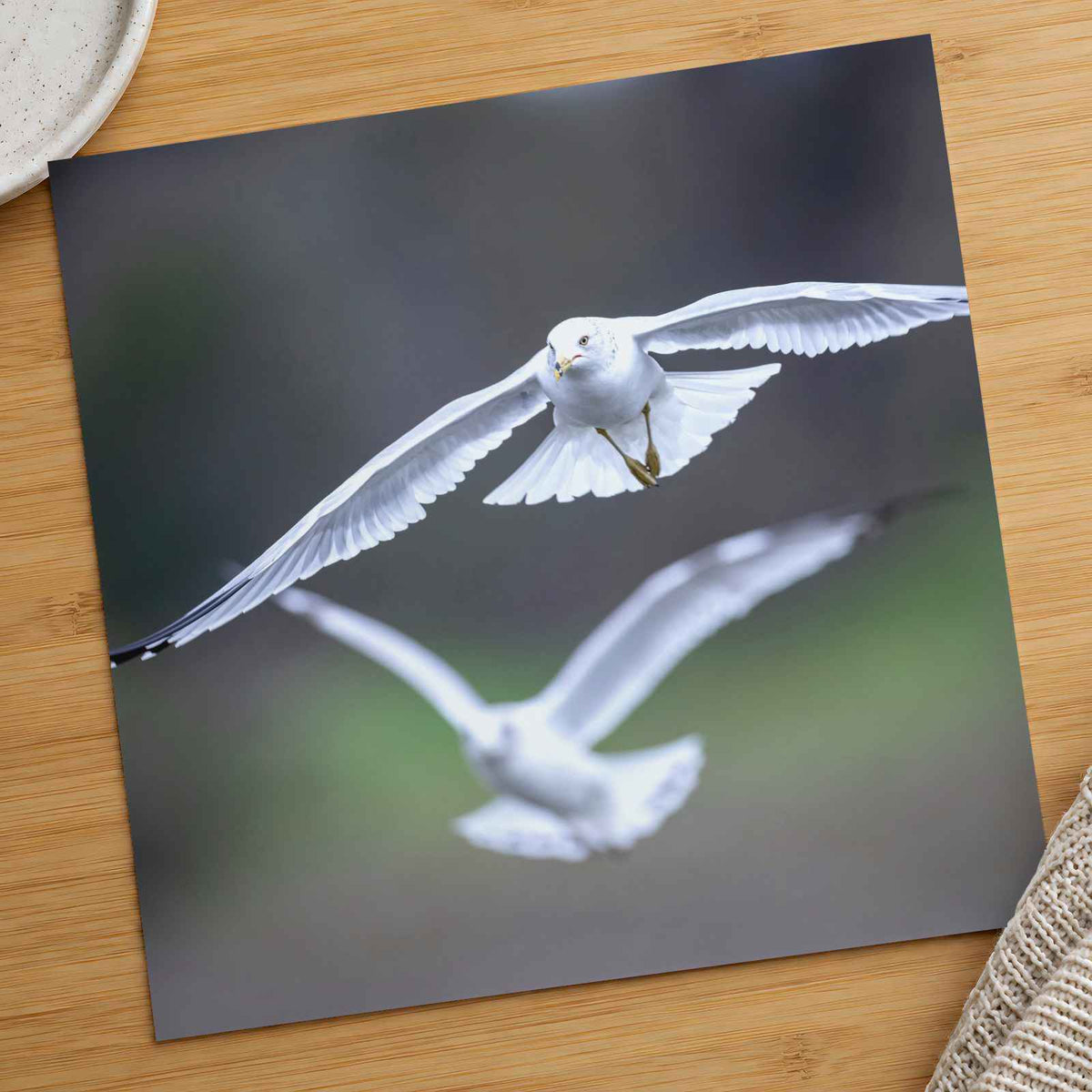 Couple of Seagulls Flying Photo Print (7 Sizes) - Satin Luster